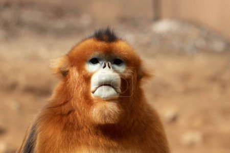 un portrait de singe doré mâle