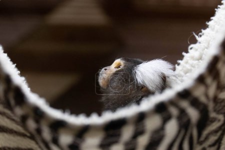 Téléchargez les photos : Marmouset mignon dans le berceau noir et blanc - en image libre de droit