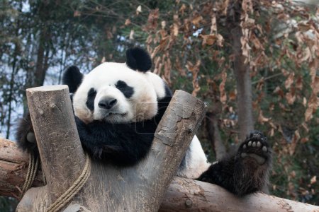 Großaufnahme Süßer Weiblicher Großer Panda,, Ai Bao