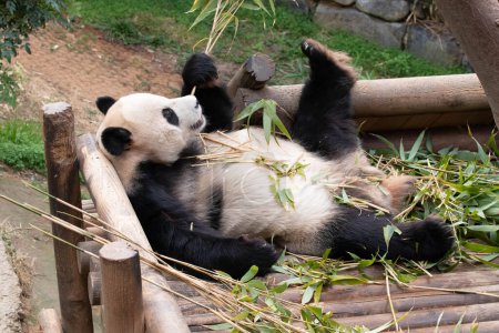 Verspielter Panda, Le Bao, liegt auf dem Holzbett und isst Bambusblätter
