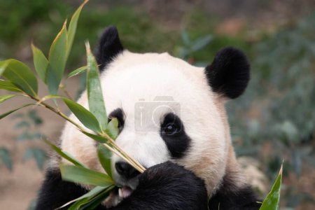 Lustige Pose von Happy Little Panda, Fu Bao
