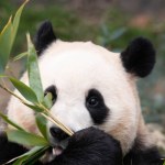 Funny Pose of Happy Little Panda, Fu Bao