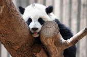 a portrait of cute playful panda, Chengdu Sweatshirt #653973028