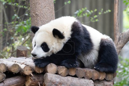 Pequeño panda esponjoso durmiendo en la cama de madera