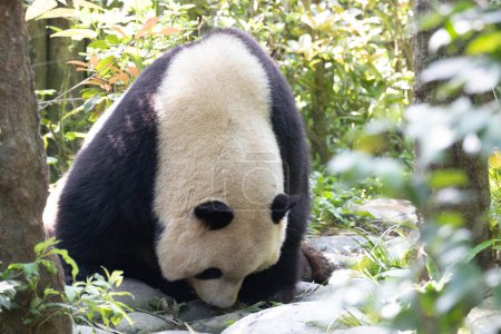 Panda moelleux est l'eau potable du petit étang