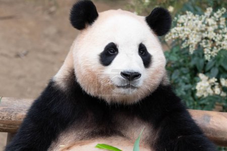 Cute Sweet pose of female Panda, Fu Bao, Everland, South Korea
