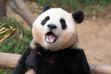 Mignon Douce pose de Panda femelle, Fu Bao, Everland, Corée du Sud