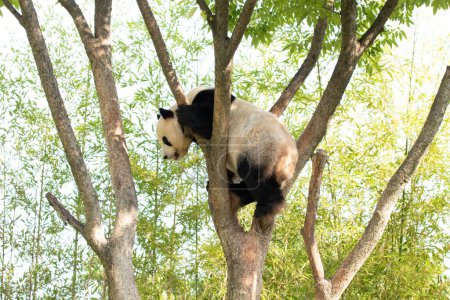 Happy Male Panda, Le Bao, S'amuser sur l'arbre, Everland, Corée du Sud