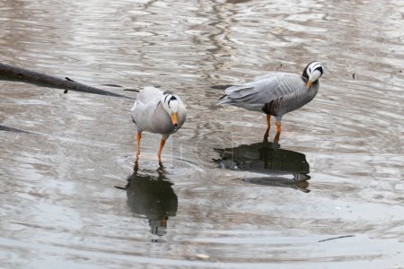 Happy Bar-headed goose swimming in the lake of Beijing Zoo