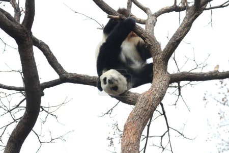 Funny Pose of Female Panda, Bai Tian, jugando en el árbol, Zoológico de Beijing