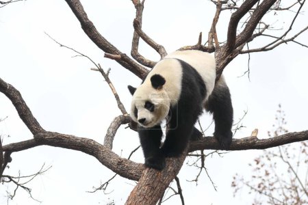 Funny Pose of Female Panda, Bai Tian , playing on the Tree, Beijing Zoo