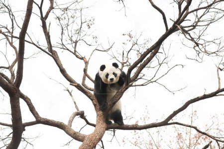 Lustige Pose des weiblichen Panda, Bai Tian, beim Spielen auf dem Baum im Pekinger Zoo