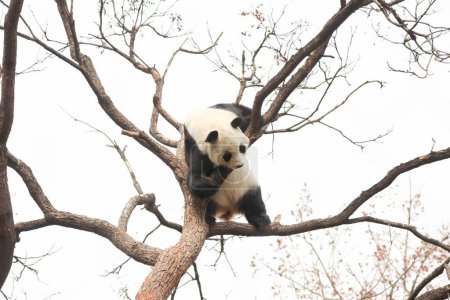 Funny Pose of Female Panda, Bai Tian, jugando en el árbol, Zoológico de Beijing