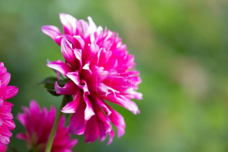 Hermosa flor con pétalos frágiles, flores de Dalia Rosa en el Parque