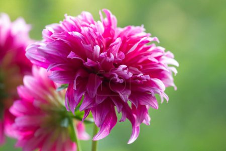Beautiful Flower with fragile petals , Pink Dahlia flowers in the Park