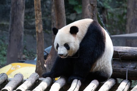 Flauschiger Riesenpanda entspannt sich auf der Holzstruktur, Chengdu Panda Base, China
