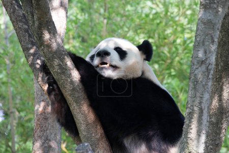 Happy Male Panda , Le Bao, Having fun on the Tree, Everland, South Korea