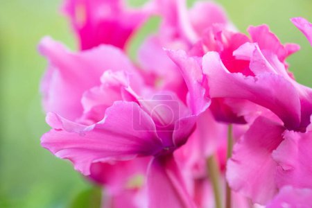Photo for Beautiful Cyclamen Flowers Blossoming all over the park in Spring season - Royalty Free Image