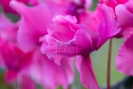 Schöne Cyclamen-Blumen, die im Frühling überall im Park blühen