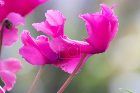Schöne Cyclamen-Blumen, die im Frühling überall im Park blühen