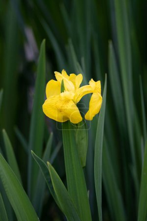 Gros plan Beau Iris jaune dans le parc