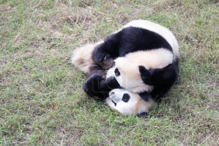 Cerca de Happy Little Panda rodando en el patio verde, Chengdu Panda Base, China
