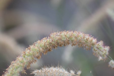 Beauty of nature, texture and pattern of green grass, Foxtail Millet