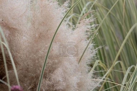 Sommerkonzept, Textur und Muster von Muhlenbergia capillaris 'Weiße Wolken'