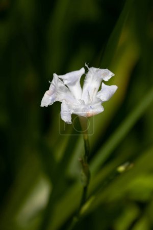 Gros plan Belle fleur d'iris blanc dans le parc