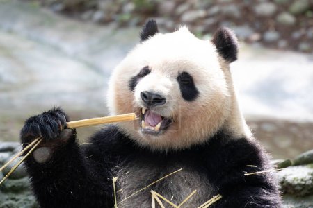 Glücklicher Panda, Qi Yi, Bambus essen, Chengdu, China