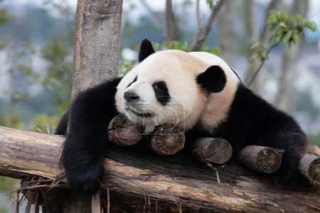 Happy giant panda sleeping on the wood structure, China
