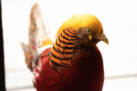 Elegante con plumas de colores Hombre Pájaro