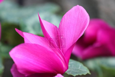 Hermosa flor Cyclamen persicum Flor en verano