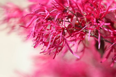 Hermosa flor flecos chinos brillantes (Loropetalum chinense) en el parque