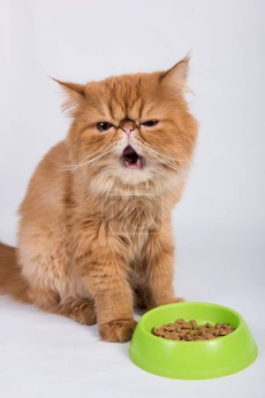 Téléchargez les photos : Le chat rouge mange de la nourriture sèche dans un bol. Persan exotique chat à poil long est sur fond blanc. - en image libre de droit