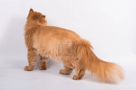 Photo for View from back of Persian Exotic Longhair cat is on white background. Fluffy red tail of a cat. - Royalty Free Image