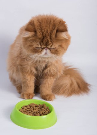 Téléchargez les photos : Le chat rouge mange de la nourriture sèche dans un bol. Persan exotique chat à poil long est sur fond blanc. - en image libre de droit