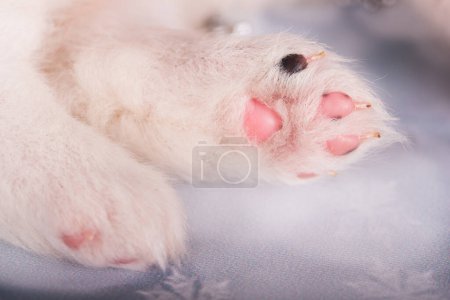 Photo for Puppy paw. White fluffy small Samoyed puppy dog. - Royalty Free Image