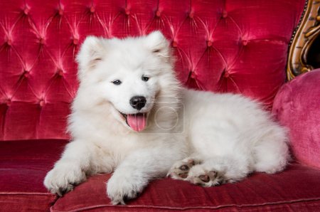 Foto de White fluffy Samoyed dog puppy on the red luxury couch. - Imagen libre de derechos