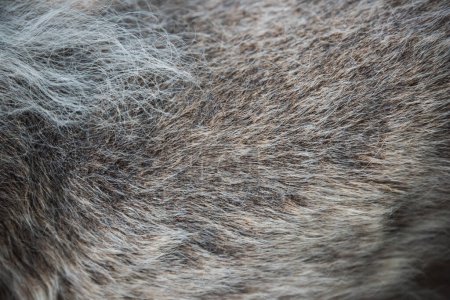 Foto de Enfermedad de alopecia Perro samoyedo. Dermatitis y picazón de perros. - Imagen libre de derechos