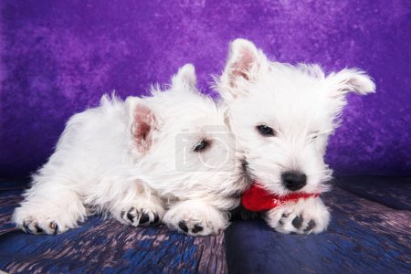 Téléchargez les photos : Deux chiots West Highland White Terrier chiens avec jouet coeur rouge sur fond violet. - en image libre de droit