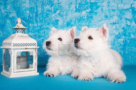 Téléchargez les photos : Deux chiots West Highland White Terrier chiens avec chandelier lanterne sur fond bleu. - en image libre de droit