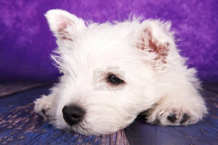 Téléchargez les photos : Chiot West Highland White Terrier sur fond violet en studio. - en image libre de droit