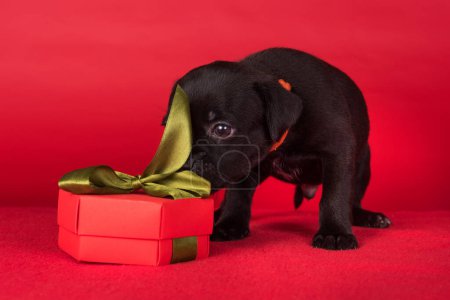 American Staffordshire Bull Terrier Hundewelpe mit Geschenkschleife auf rotem Hintergrund.
