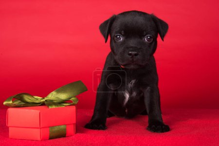 American Staffordshire Bull Terrier Hundewelpe mit Geschenkschleife auf rotem Hintergrund.