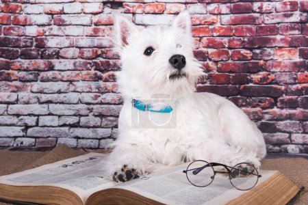 Téléchargez les photos : Chiot West Highland White Terrier chien avec livre sur fond de mur de briques. - en image libre de droit