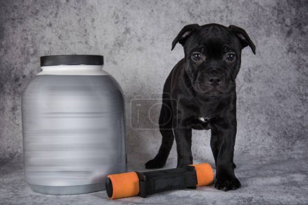 Black American Staffordshire Bull Terrier dog puppy with dumbbells for sports and a jar of vitamins.