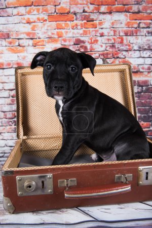 Schwarzer American Staffordshire Terrier Hund oder AmStaff Welpe in einem Retro-Koffer auf Backsteinmauer Hintergrund