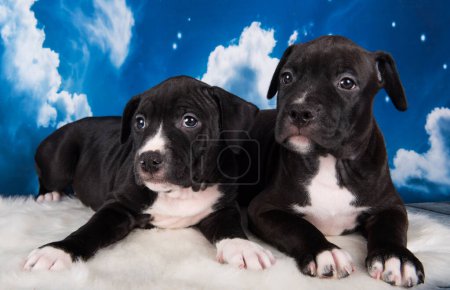 Zwei schwarze American Staffordshire Bull Terrier Hunde Welpen auf blauem Hintergrund.