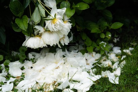 Foto de La leche Pentecostés blanco Rosa Paeonia lactiflora - Imagen libre de derechos